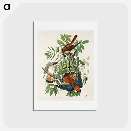 アートポストカード-American Sparrow Hawk
 - ジョン ジェームス オーデュボン Postcard.