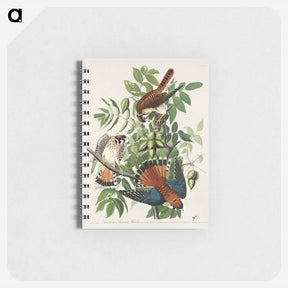 アートメモ帳-American Sparrow Hawk
 - ジョン ジェームス オーデュボン Memo.