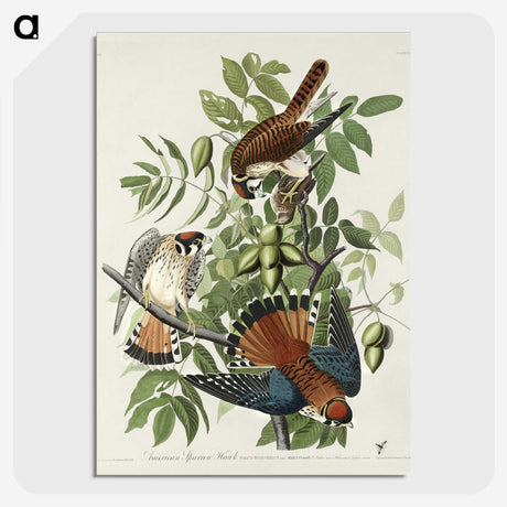 1-48_John-James-Audubon_picture-crop