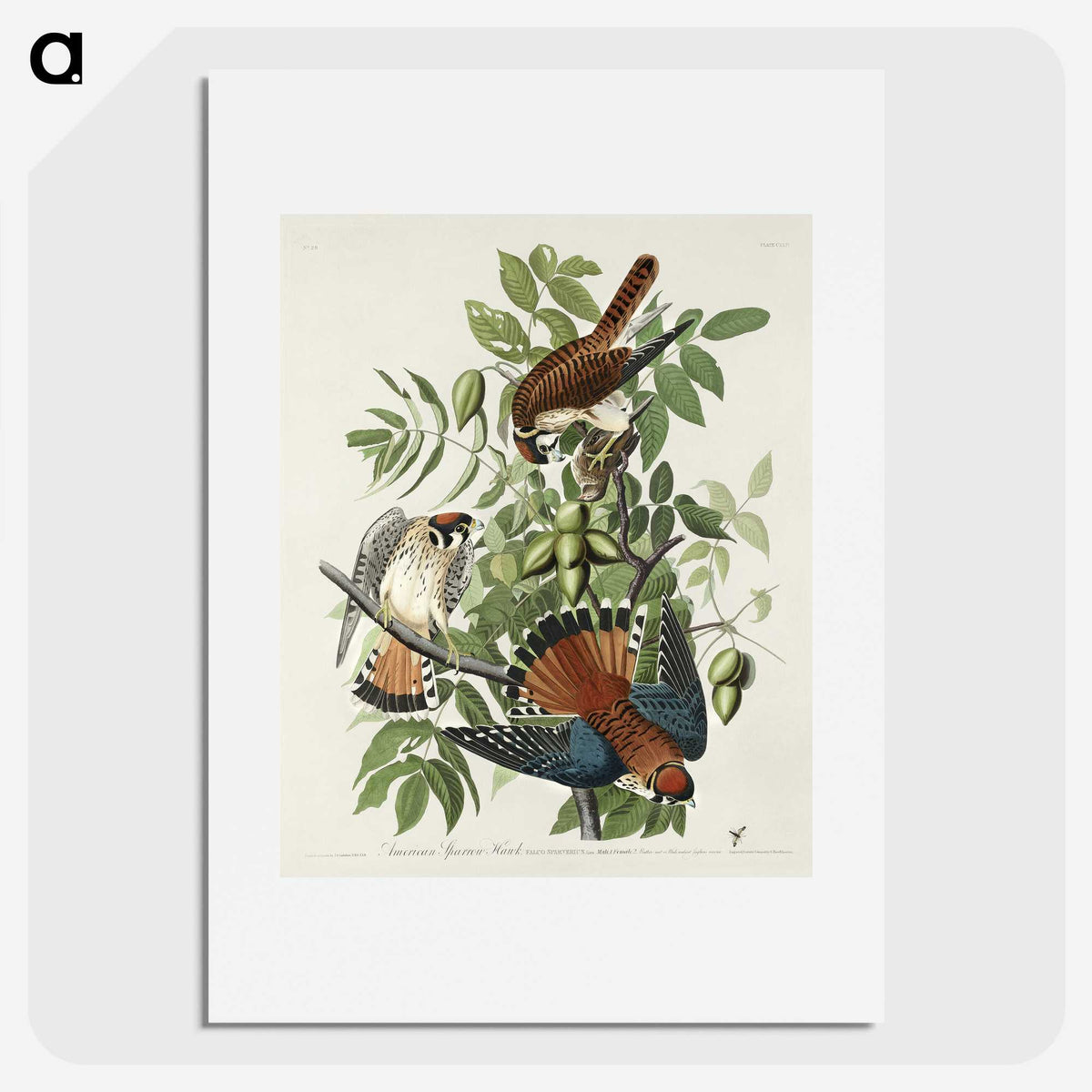 1-48_John-James-Audubon_picture