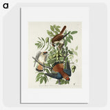 1-48_John-James-Audubon_picture