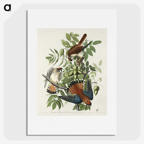 1-48_John-James-Audubon_picture