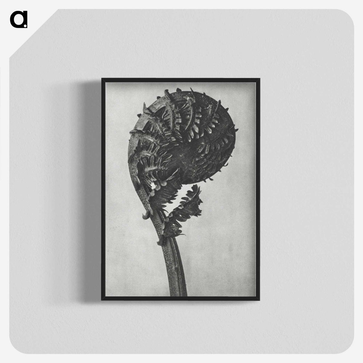 1-48_Karl-Blossfeldt_blk-crop