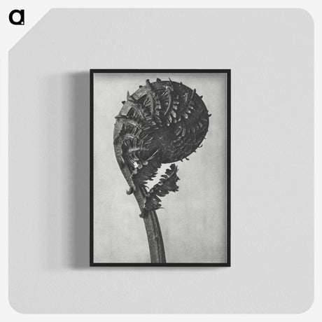 1-48_Karl-Blossfeldt_blk-crop
