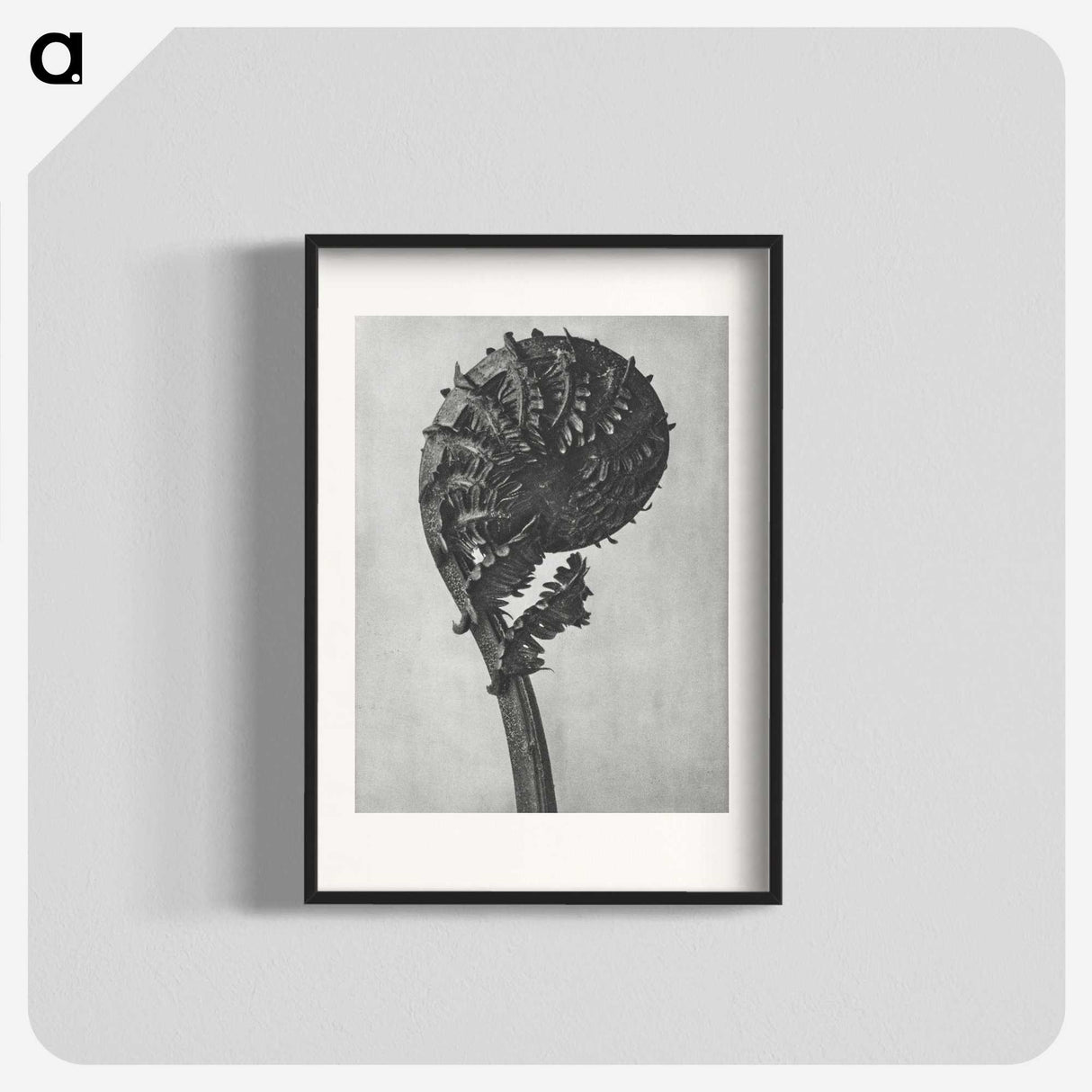 1-48_Karl-Blossfeldt_blk