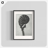 1-48_Karl-Blossfeldt_blk