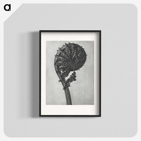 1-48_Karl-Blossfeldt_blk