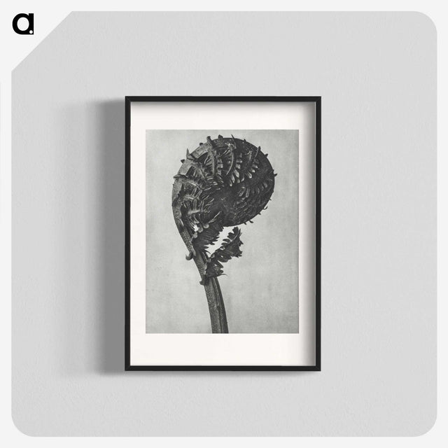 1-48_Karl-Blossfeldt_blk