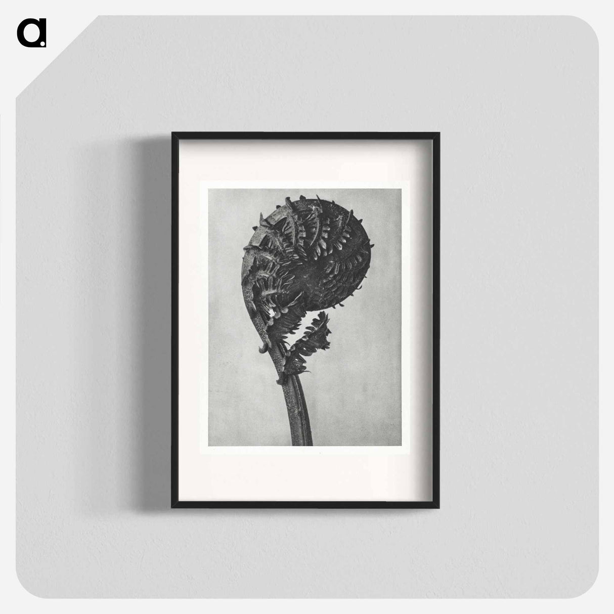 Struthiopteris Germanica - Karl Blossfeldt Poster.
