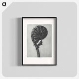 Struthiopteris Germanica - Karl Blossfeldt Poster.