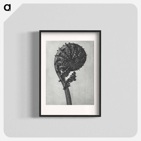 アートポスター-Struthiopteris Germanica - カール ブロスフェルト Poster.