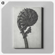 1-48_Karl-Blossfeldt_canvas