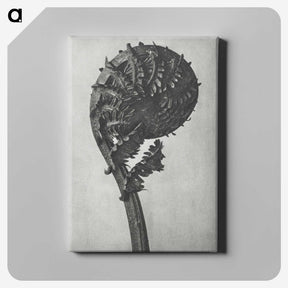 1-48_Karl-Blossfeldt_canvas