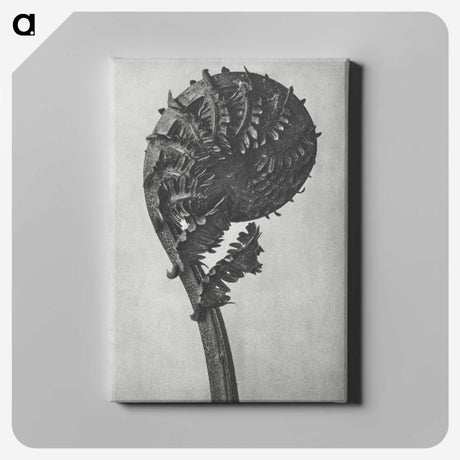 1-48_Karl-Blossfeldt_canvas