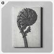 アートパネル-Struthiopteris Germanica - カール ブロスフェルト Canvas.