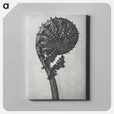 アートパネル-Struthiopteris Germanica - カール ブロスフェルト Canvas.