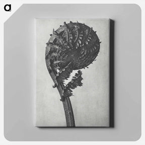 アートパネル-Struthiopteris Germanica - カール ブロスフェルト Canvas.