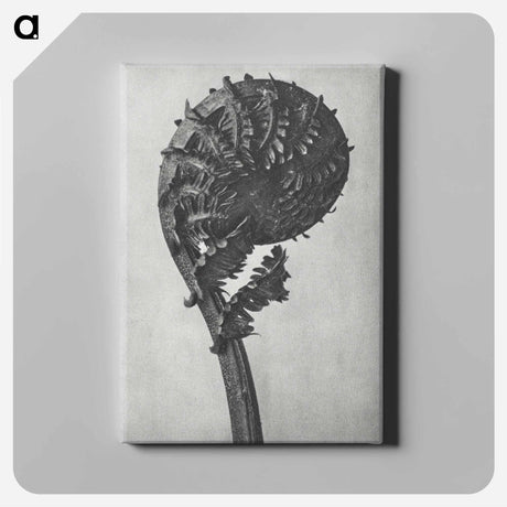 アートパネル-Struthiopteris Germanica - カール ブロスフェルト Canvas.