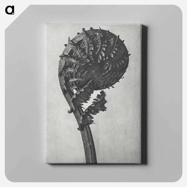 アートパネル-Struthiopteris Germanica - カール ブロスフェルト Canvas.