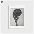 アートポストカード-Struthiopteris Germanica - カール ブロスフェルト Postcard.