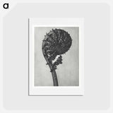 アートポストカード-Struthiopteris Germanica - カール ブロスフェルト Postcard.