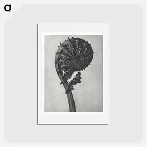 アートポストカード-Struthiopteris Germanica - カール ブロスフェルト Postcard.
