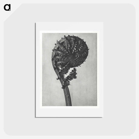 アートポストカード-Struthiopteris Germanica - カール ブロスフェルト Postcard.