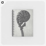 1-48_Karl-Blossfeldt_memo