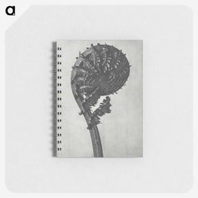 1-48_Karl-Blossfeldt_memo