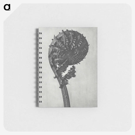 1-48_Karl-Blossfeldt_memo