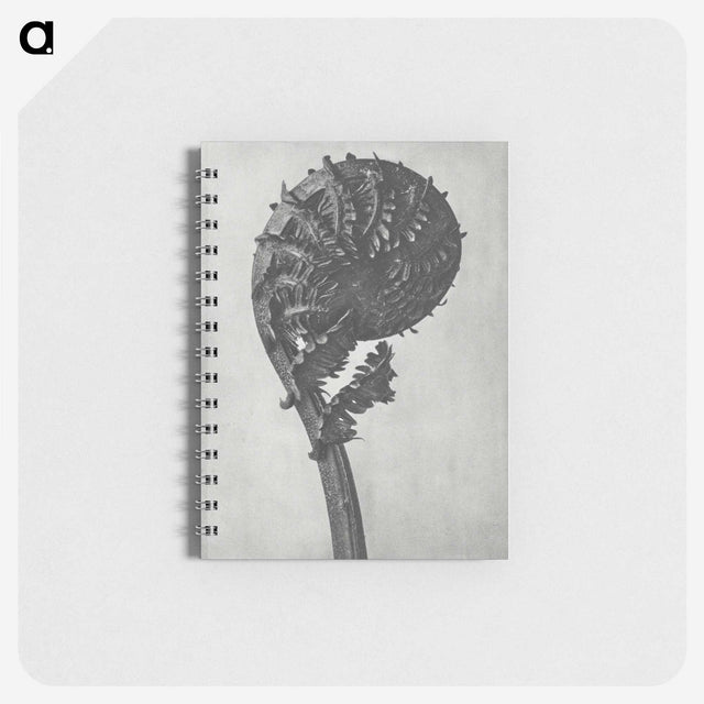 1-48_Karl-Blossfeldt_memo