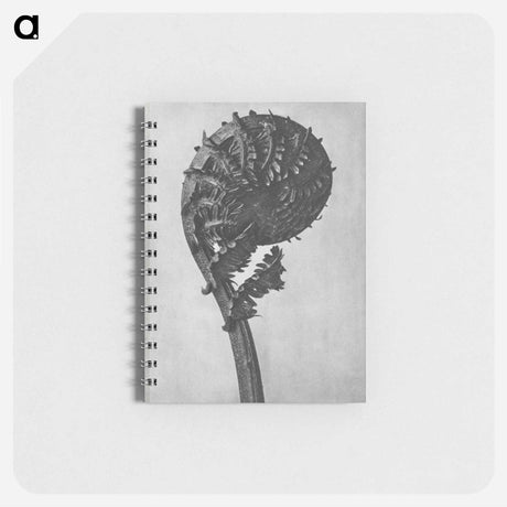 アートメモ帳-Struthiopteris Germanica - カール ブロスフェルト Memo.