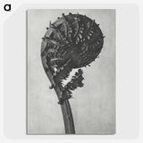 1-48_Karl-Blossfeldt_picture-crop