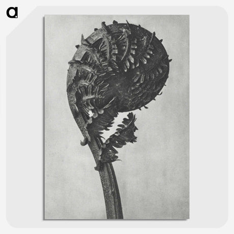 1-48_Karl-Blossfeldt_picture-crop