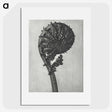 1-48_Karl-Blossfeldt_picture