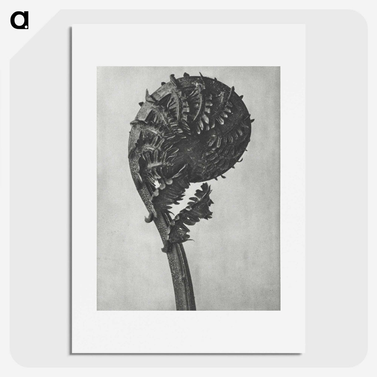 1-48_Karl-Blossfeldt_picture