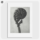 1-48_Karl-Blossfeldt_picture