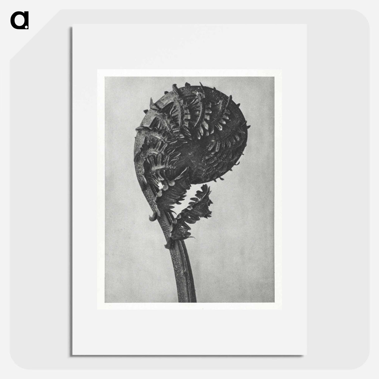 Struthiopteris Germanica - Karl Blossfeldt Poster.