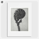 Struthiopteris Germanica - Karl Blossfeldt Poster.