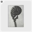1-48_Karl-Blossfeldt_postcard