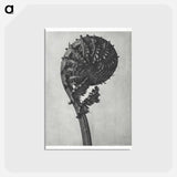 アートポストカード-Struthiopteris Germanica - カール ブロスフェルト Postcard.
