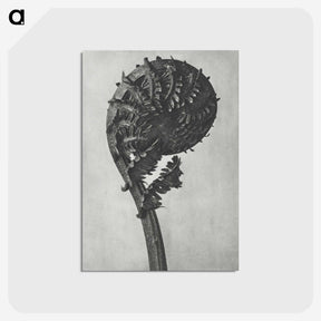 1-48_Karl-Blossfeldt_postcard