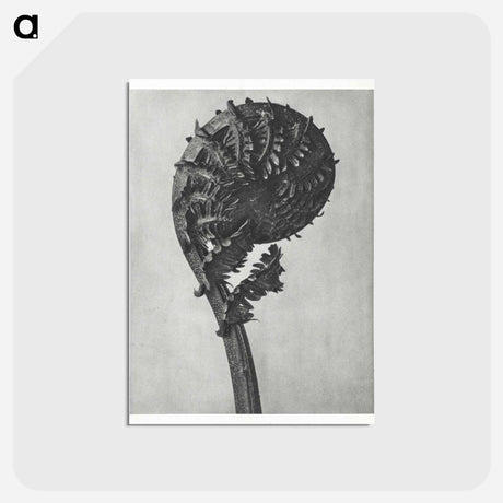 アートポストカード-Struthiopteris Germanica - カール ブロスフェルト Postcard.