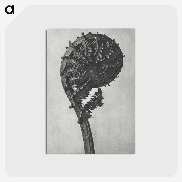 1-48_Karl-Blossfeldt_postcard