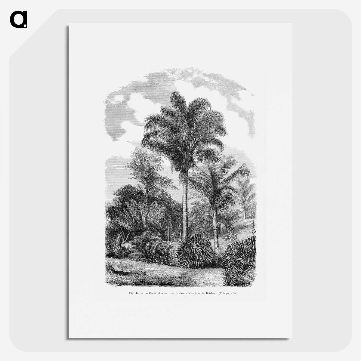 1-48_Les-Palmiers-Histoire-Iconographique_picture