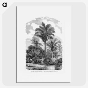 1-48_Les-Palmiers-Histoire-Iconographique_picture
