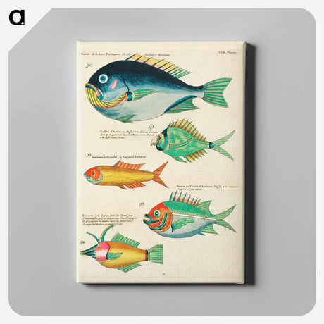 アートパネル-Moluccan Fishes
 - ルイ ルナール Canvas.