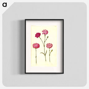 アートポスター-Dianthus caryophyllus
 - マリア ジビーラ メーリアン Poster.