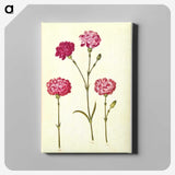 1-48_Maria-Sibylla-Merian_canvas