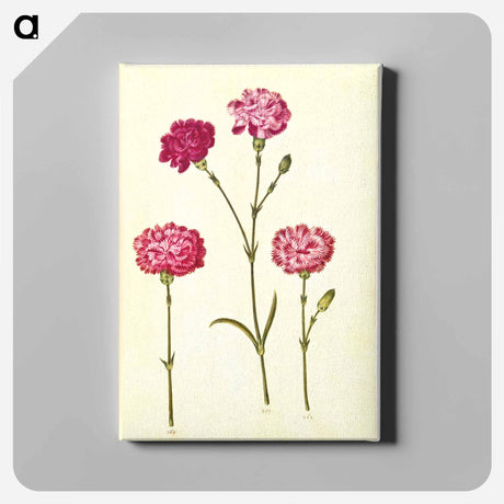 アートパネル-Dianthus caryophyllus
 - マリア ジビーラ メーリアン Canvas.